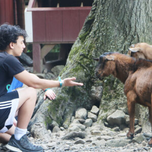 child feeding animals at mini farm